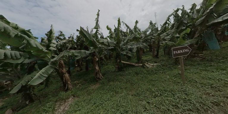 A banana plantation