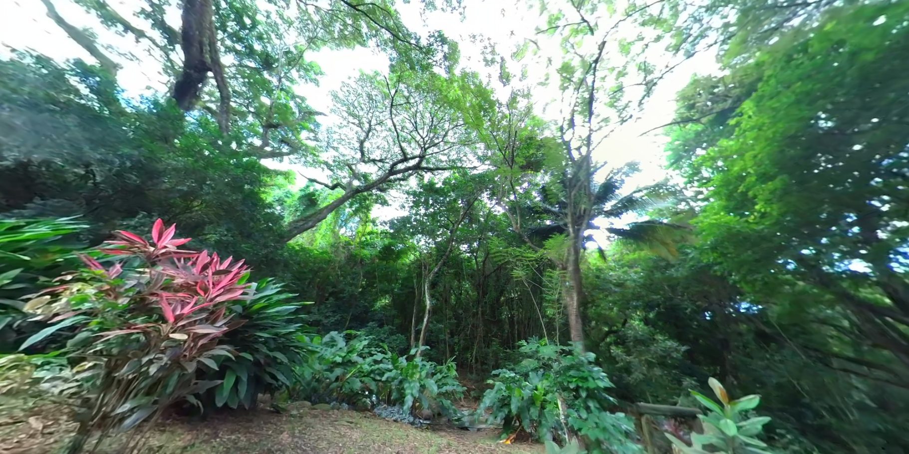 La Forêt tropicale Aux portes de la Forêt Tropicale