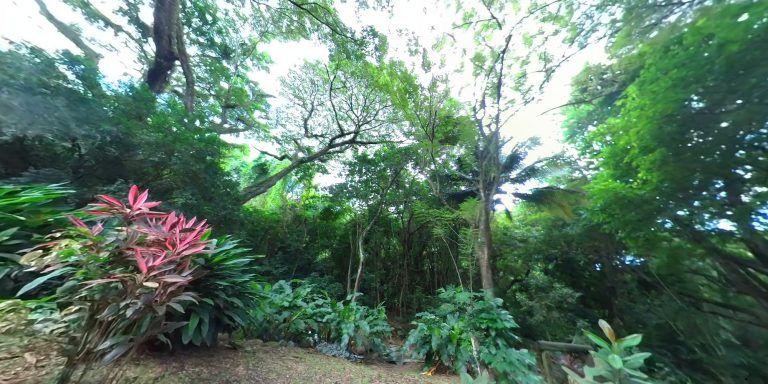 La Forêt Tropicale Aux portes de la forêt